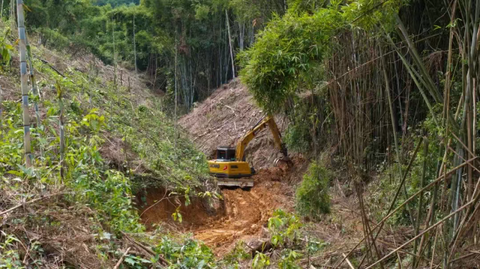 林间“藏龙”，竹海“卧虎”——Z6官网林业挖机广西侠客行